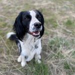 Jillian Kovach - @doggone.good.doggos - Instagram