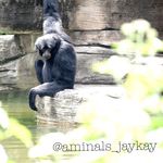 Jill Caitlin Krantz - @chillanimalsphotography - Instagram