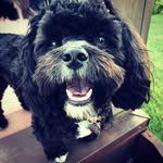 Jill Kruger Brown - @pepperspuptreats - Instagram