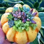 Jill light - @gardenchefgirl - Instagram