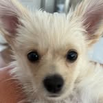 Jill lockett 🐶 - @jill.lockett65 - Instagram