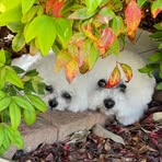 Jill Lovelace - Facebook