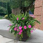 Jill Maddox Lancaster - @jlankie - Instagram