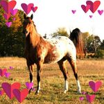 Jill Marks - @applejackandjillm - Instagram
