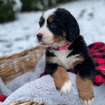 Jill Berelsman Martz - @bernesefamilyfriends - Instagram