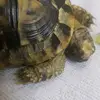 Jill Max - @iloveturtle2much - TikTok
