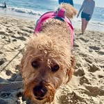 Jill Messier - @jmmbean - Instagram