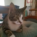 Jill Mosley - @twixycat - Instagram