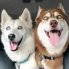 Huskies-Jack & Jill - @jackandjill_onahill - TikTok
