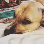 Jill Nickerson - @knobelsma2 - Instagram