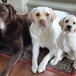 Jill Peck - @charlie_and_the_beans - Instagram