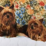 Jill Peck - Facebook