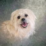 Jill Piper - @adoredart_petportraits - Instagram