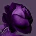 Jill Picher - Facebook