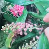 Nguyễn Hồng Thắm - @jillaneposey - TikTok