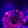 jill_purcell - @jill_purcell - TikTok