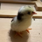 Jill Raymer - @cobble_queen_farm - Instagram