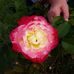 Jill Renshaw - Facebook