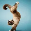 jillringo - @jillringo5 - TikTok