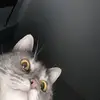 jillianrowan - @jillianrowan - TikTok