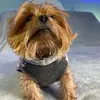 danettejillsalter - @daisydoodleyorkie - TikTok