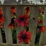 Jill Smart - @jill.the.gardener - Instagram