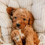 Jill Speer - @doodlesandpoodlesofmontana - Instagram
