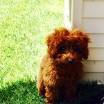 Jill Speer - @cowboy_thepoodle - Instagram