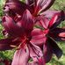 Jill Spriggs - Facebook