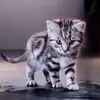 JillSuarez - @ezequpulpi0 - TikTok