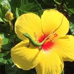 Jill Peevey Swift - @texaswifts2 - Instagram