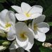 Jill Templeton Tisdale - Facebook