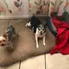 mila - @jillvargas7 - TikTok