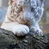 🐯 Jill 🐯 - @jillwaterfield - TikTok