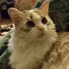 Jill and Lambkin - @jill.widmann - TikTok