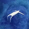 Cửa hàng lợn - @jillwilde3 - TikTok