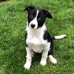 Jilly Wisdom - @sillyjillypup - Instagram