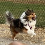 Jillian Briggs - @a_sheltie_named_tippi - Instagram