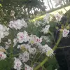Jillian_Buckley123 - @jillian_buckley123 - TikTok