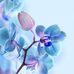 Jillian Burrows - Facebook