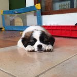 Cherry Jillian Pawjogo - @cherry.jillian_27 - Instagram