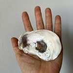 Jillian Conrad - @newmoonshells - Instagram