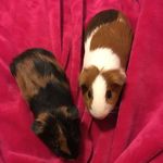 Lillian Jillian &Franklin Jean - @lillianjillianfranklinjean - Instagram