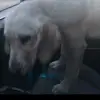 Roxy - @jillianholtz - TikTok