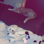 Jillian Jacobs - @blaze_and_baloo_the_duo - Instagram