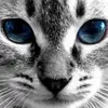 Jill Manion - @jm4furrits55 - TikTok