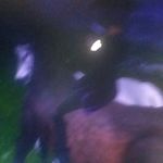 I love horse - @jillianmcdaniel08 - Instagram