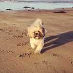 Gillian McIntosh - @rubysausage - Instagram