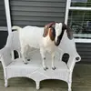 jillianotto797 - @jillianotto797 - TikTok
