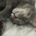 Jillian Perkins - @drawing_grey_cat - Instagram